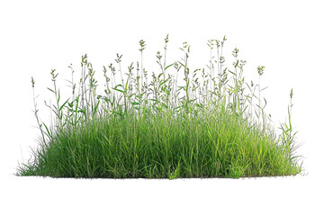Patch of green grass and weeds, isolated on a black background