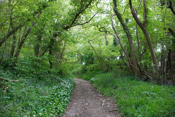 Path through a beautiful green leafy forest