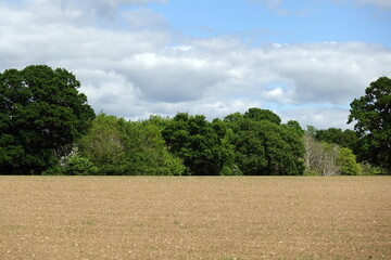 Plowed farmland field with leafy green trees and cloudy blue sky above