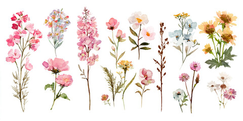 A vibrant collection of delicate wildflowers and botanical illustrations, featuring a variety of colors and shapes, isolated on a transparent background.