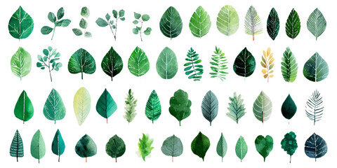 Collection of diverse evergreen trees in various shapes and sizes with a white background