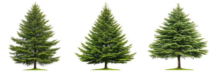 Three lush fir trees