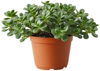 Obraz premium Potted succulent with rounded, green leaves