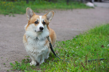 Cute Pembroke Welsh Corgi dog
