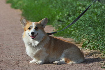 Cute Pembroke Welsh Corgi dog sits