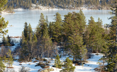 Layered stillness dense pine trees rising from snow-covered ground beside frozen lake, textured ice surface behind and forested slope beyond, crisp winter light defining depth