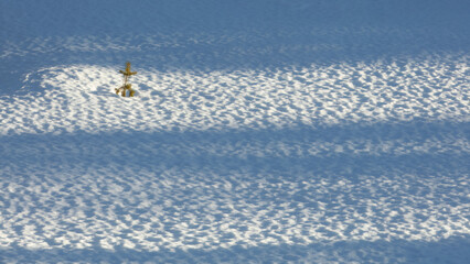 Minimal solitude single small pine emerging from rippled snow surface, long soft shadows crossing textured snowfield, clear winter light emphasizing isolation