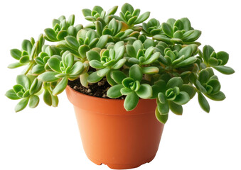 Potted succulent plant with many green leaves overflowing