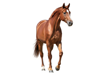 Obraz premium Majestic Bay Horse with White Blaze Walking Forward Isolated on Transparent Background Isolated on T