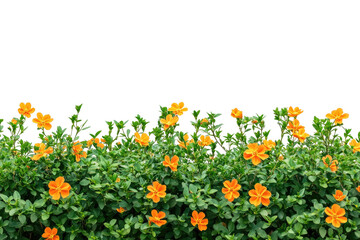 Orange flowers & greenery on black; garden border