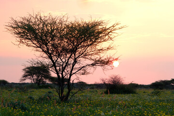 Obraz premium Sunset over an acacia tree in Botswana's Central Kalahari Game Reserve. 