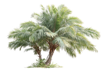 Solitary palm tree, green leaves. Isolated on a black background