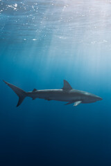 Obraz premium Shark swimming underwater in clear blue ocean