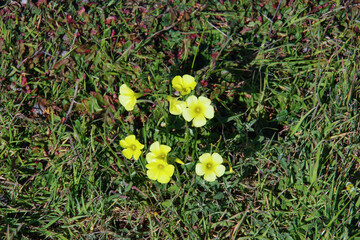 Yellow wood sorrel oxalis wildflowers in the grass