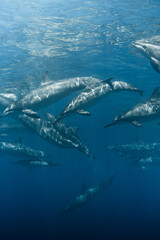 Fototapeta premium Pod of dolphins swimming underwater in clear blue ocean water, showcasing marine wildlife, graceful movement, and the beauty of ocean life in a natural tropical environment