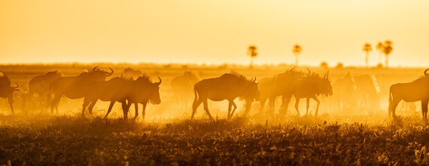 A group of Wildebeest (Connochaetes taurinus) in Botswana's Magkadigkadi National Park at sunset.  © David W Shaw