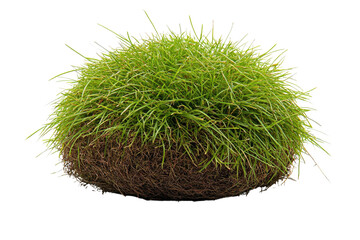 Mound of green grass, visible roots on black background