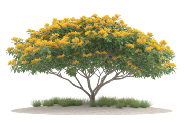 Lush tree golden blooms, green leaves, elegant branches