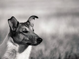 Naklejka premium portrait of a short-haired collie in black and white