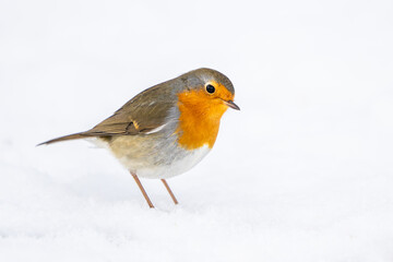 European robin (Erithacus rubecula)