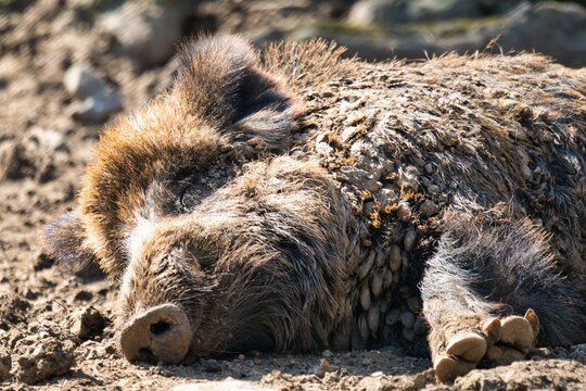 bison, buffalo, tier, s&auml;ugetier, wild lebende tiere, wild, natur, bull, fell, -h&ouml;rner, braun, kuh, gras, abgrasen, park, big, amerika, kopf, green, wald, baum, nest, sommer, fr&uuml;hling, pig, wildschwein
