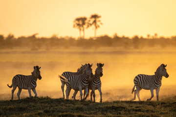 A group of zebra (Equus quagga) running through the dusty plains of Botswana's Magkadigkadi National Park.  © David W Shaw