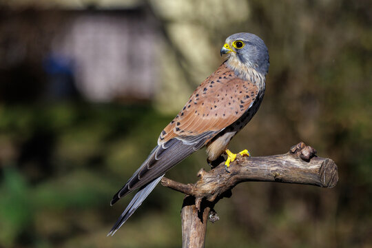 Turmfalke (Falco tinnunculus) M&auml;nnchen