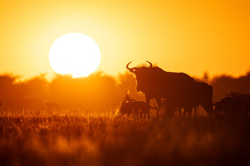 A group of Wildebeest (Connochaetes taurinus) in Botswana's Magkadigkadi National Park at sunset. 