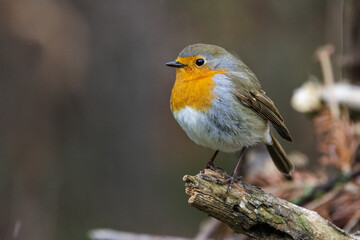 Fototapeta premium Rotkehlchen (Erithacus rubecula)