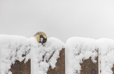 A small bird with bright colors forages delicately on a snow-covered wooden fence. Soft flakes...
