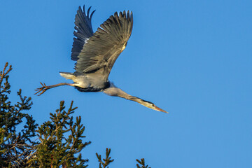 Obraz premium Graureiher (Ardea cinerea) holt Nistmaterial