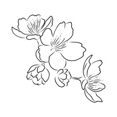 Fototapeta premium Sakura Cherry Blossom Hand Drawn Flower, Minimal Lineart Illustration, Vector Art