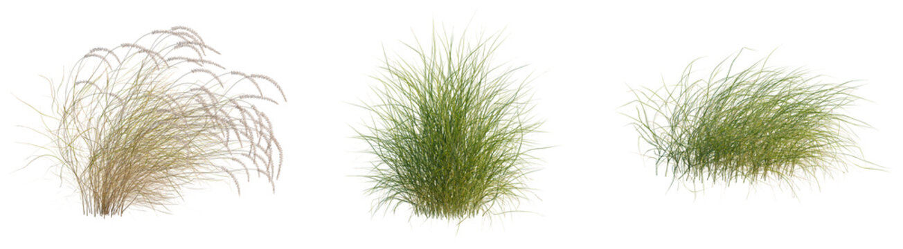 Pennisetum orientale tree, front view, cutout, transparent background, isolate, architecture visualization, Three Grass Tufts - Photorealistic Render for Natural Scene Composition