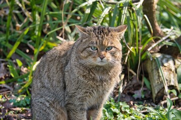 Obraz premium Wildkatze