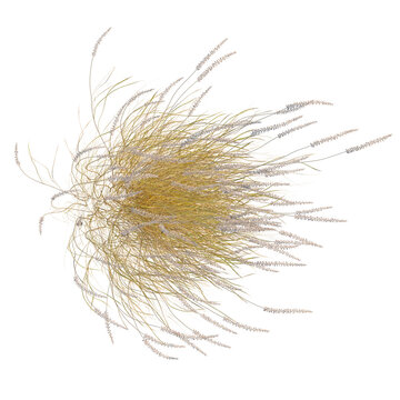 Pennisetum orientale tree plan, top view, cutout, isolate, good for architecture visualization, Golden wheat grass bundle on transparent background
