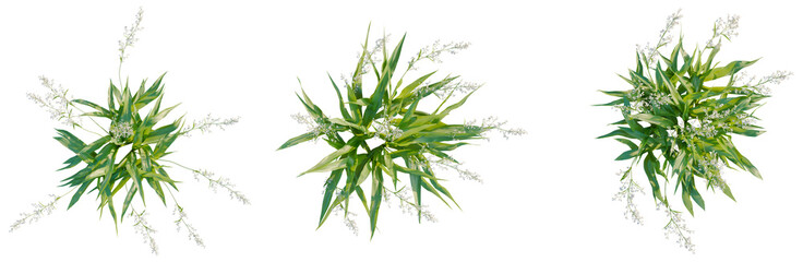 Fototapeta premium Arthropodium cirratum tree plan, top view, cutout, isolate, good for architecture visualization, Vibrant green plants with white flowers on transparent background