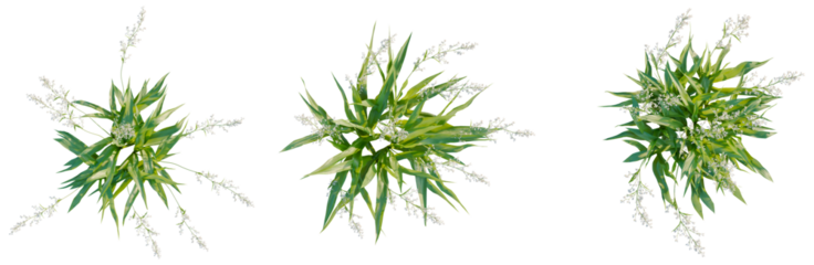 Arthropodium cirratum tree plan, top view, cutout, isolate, good for architecture visualization, Vibrant green plants with white flowers on transparent background