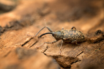 Long-armed Weevil (Dorytomus longimanus) macro on poplar bark, overwintering snout beetle.
