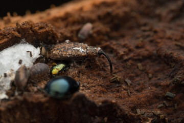 Hibernating Long-armed Weevil (Dorytomus longimanus) and other insects under poplar bark, overwintering macro.