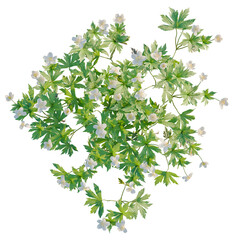 Obraz premium Anemone canadensis tree plan, top view, cutout, isolate, good for architecture visualization, Beautiful white flowers and green leaves on transparent background