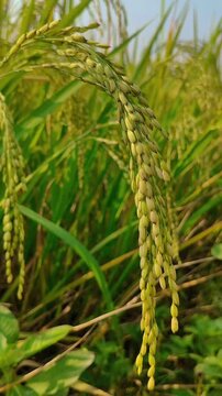 The image displays a close-up of a rice plant (Oryza sativa) showing ripening grains hanging from slender stalks. 