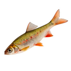 Obraz premium Colorful freshwater fish isolated on a black background