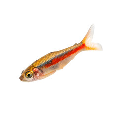 Fototapeta premium Small colorful fish with a vibrant red stripe on a black background.