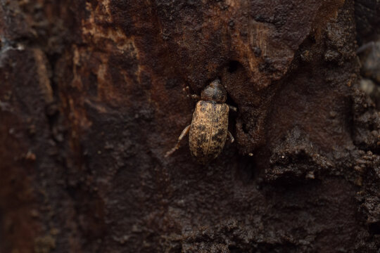 Long-armed Weevil (Dorytomus longimanus) macro on poplar bark, overwintering snout beetle