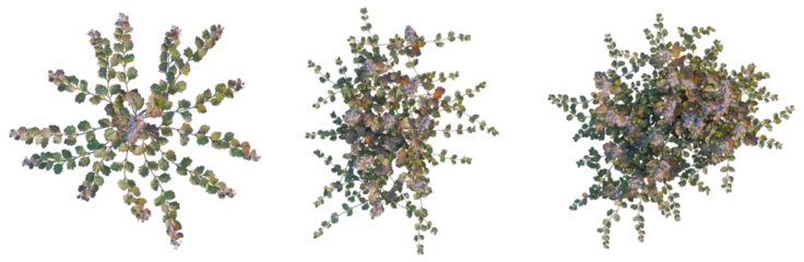 Ajuga reptans tree plan, top view, cutout, isolate, good for architecture visualization, Floral arrangements with green leaves and purple flowers on transparent background