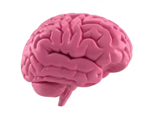 Detailed 3d model of a human brain isolated on transparent background