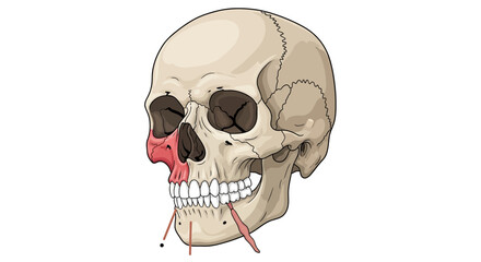 Fototapeta premium Human skull with red nasal cavity