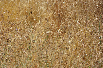Fototapeta premium dried yellow grass in summer