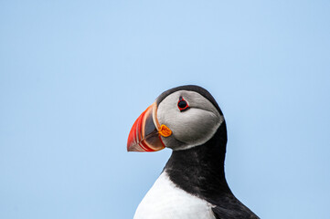 atlantic puffin (Fratercula arctica) half-body profile portrait against blue background  © Bernat