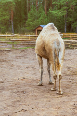 Rear view of a camel in a sandy enclosure